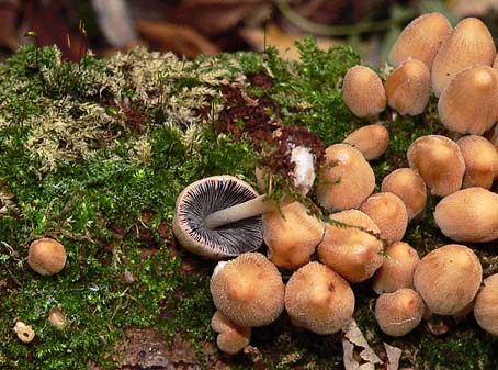Gewoneglimmerinktzwam041105